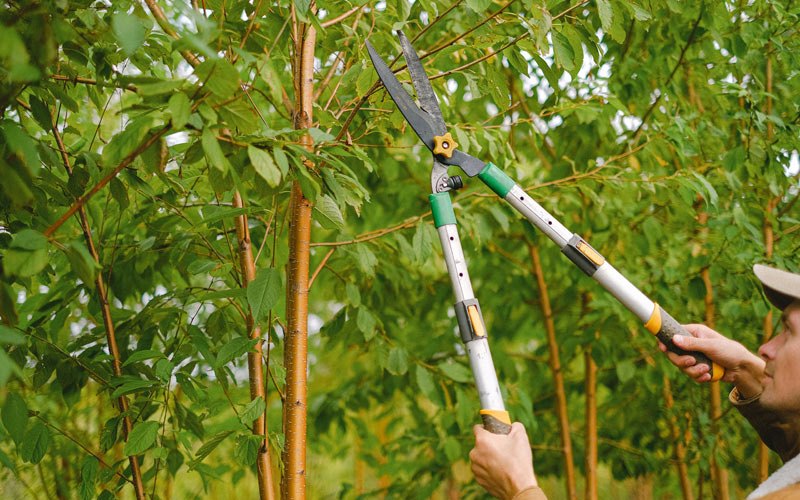 Tree trimming in Bowling Green, VA