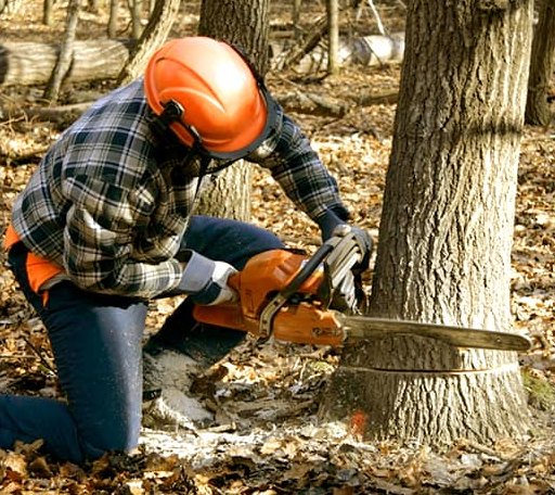 Tree Removal in Bowling Green, VA